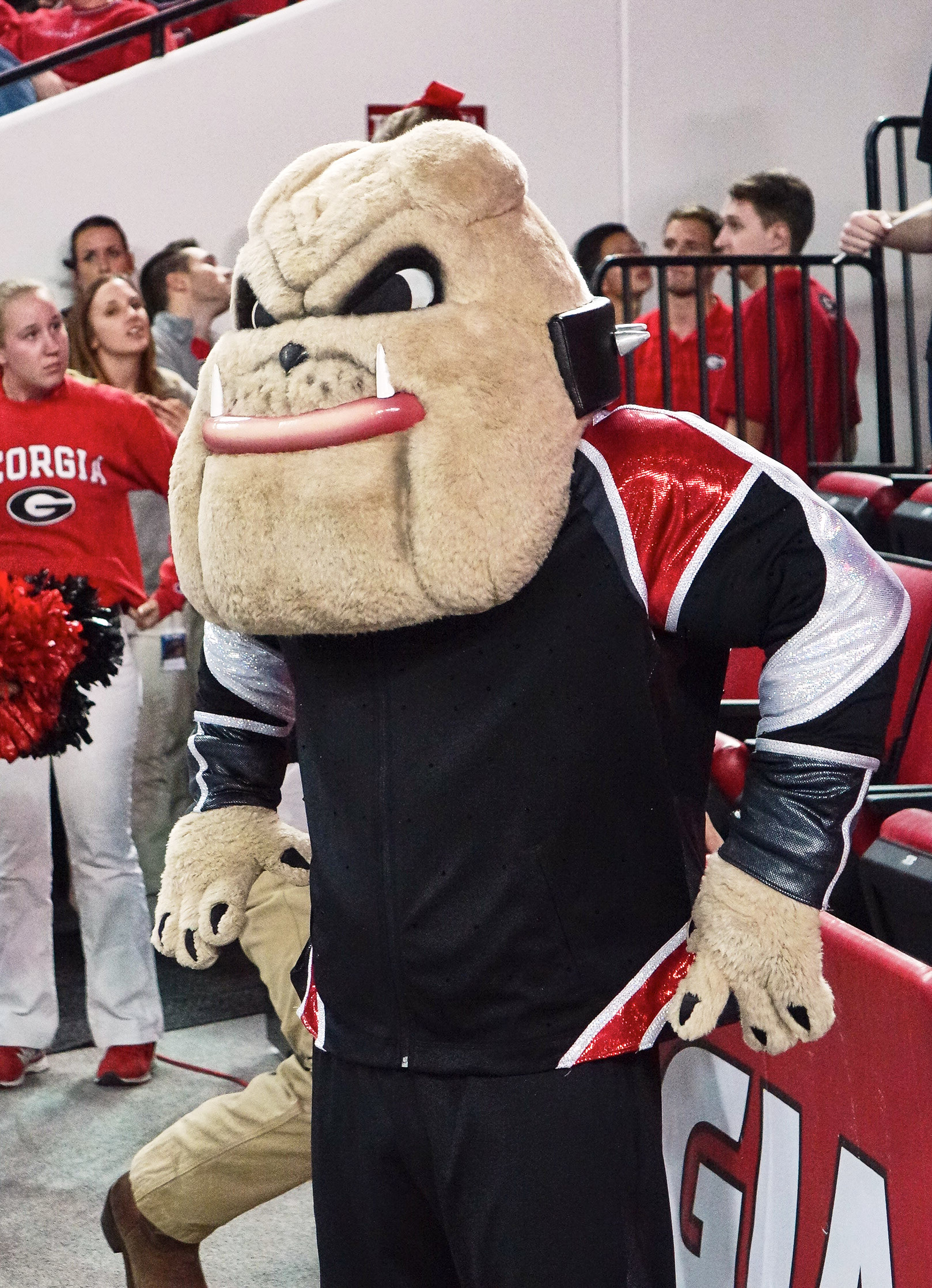 Hairy Dawg at Gymdogs meet vs. Stanford on 18-Jan-2016 (Photo by Greg Poole - Bulldawg Illustrated)