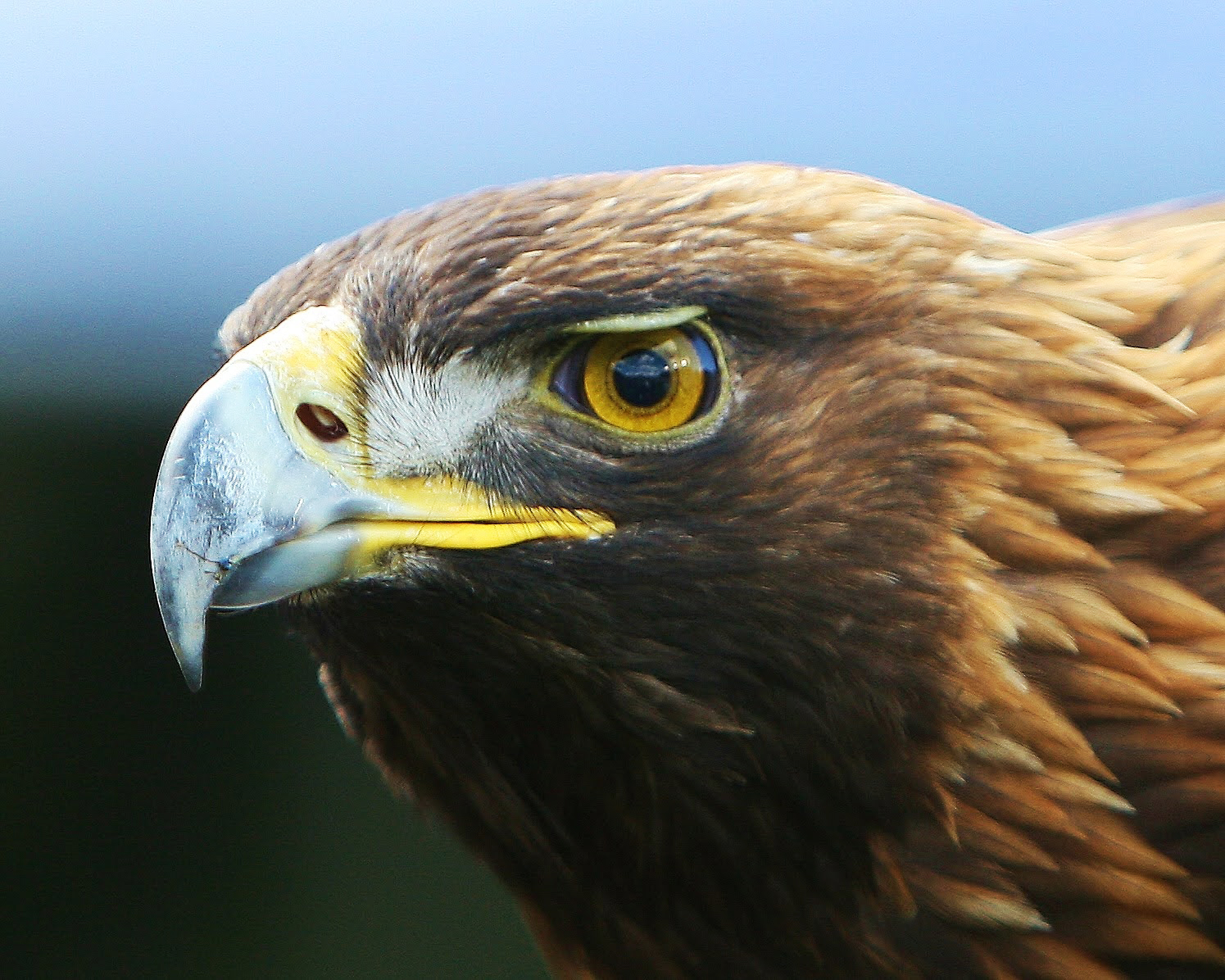 The Five: Georgia vs. Auburn 2025